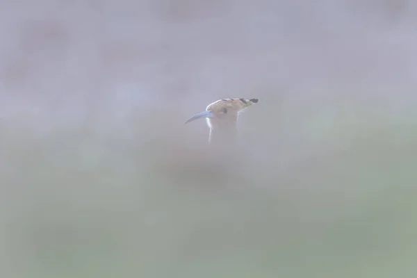 Roztomilý Pták Eurasian Hoopoe Upupa Epop Pozadí Přírody — Stock fotografie