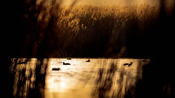 Swimming Duck Sunset Nature Background — Stock Photo, Image