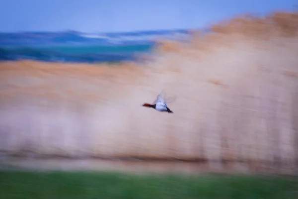 Літаючі Птахи Тло Розмивання Руху Абстрактна Природа Барвистий Фон Природи — стокове фото