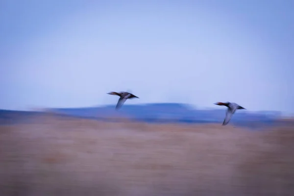 Flygande Fåglar Rörelse Suddig Bakgrund Abstrakt Natur Färgglada Natur Bakgrund — Stockfoto