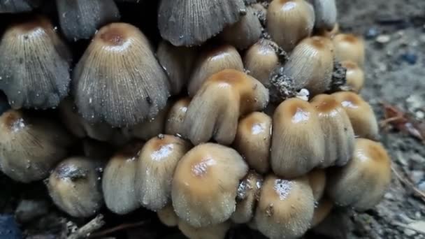 Rainy Day Mushroom Family Nature Background — Stock Video