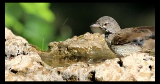 Washing Bird Nature Background Bird Lesser Whitethroat Sylvia Curruca — Stockvideo