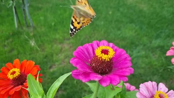 Πεταλούδα Πολύχρωμο Φόντο Της Φύσης — Αρχείο Βίντεο