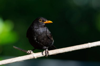 Kara kuş. Yeşil doğa geçmişi. Sıradan bir karatavuk. (Turdus merula)
