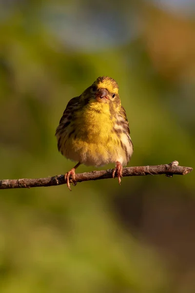 Joli Petit Oiseau Fond Vert Nature Oiseau Serin Européen Serinus — Photo