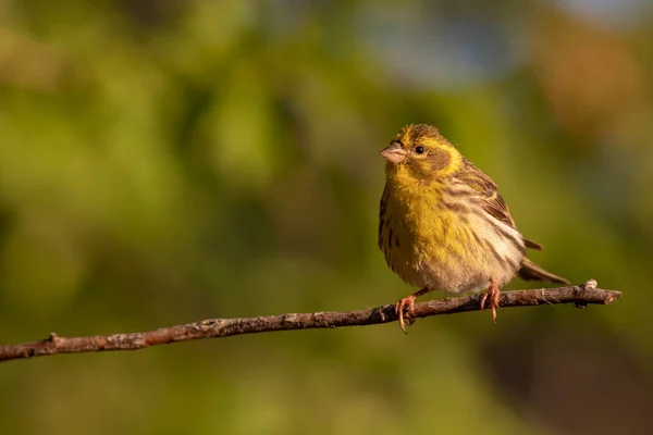 Que Passarinho Giro Fundo Natureza Verde Pássaro Serin Europeu Serinus — Fotografia de Stock