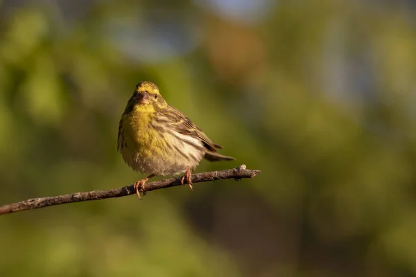 Sevimli Küçük Kuş Yeşil Doğa Geçmişi Avrupa Serini Serinus Serinus — Stok fotoğraf