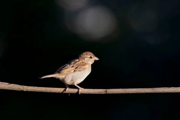Pássaro Bonito Sparrow Natureza Fundo — Fotografia de Stock