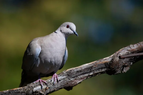 Holubice Zelené Pozadí Přírody Eurasian Collared Dove Streptopelia Decaocto — Stock fotografie