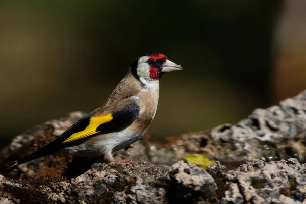 Lindo Pájaro Colorido Goldfinch Pájaro Jilguero Europeo Carduelis Carduelis Fondo — Foto de Stock