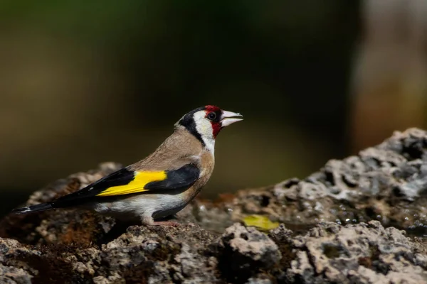 Słodki Kolorowy Ptak Goldfinch Ptak Europejski Goldfinch Carduelis Carduelis Kontekst — Zdjęcie stockowe