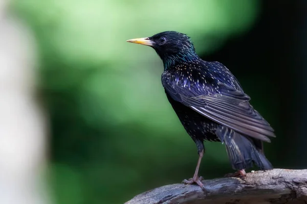 Kara Kuş Starling Yeşil Doğa Arkaplanı — Stok fotoğraf