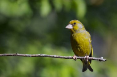 Sevimli küçük sarı kuş. Avrupa yeşil ispinozu. (Kloris kloru) Yeşil doğa arkaplanı.