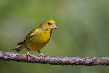 Sevimli küçük sarı kuş. Avrupa yeşil ispinozu. (Kloris kloru) Yeşil doğa arkaplanı.