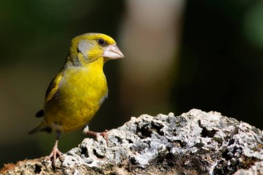 Sevimli küçük sarı kuş. Avrupa yeşil ispinozu. (Kloris kloru) Yeşil doğa arkaplanı.