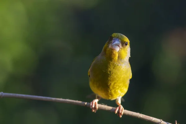 Carino Uccellino Giallo Verdone Europeo Cloris Cloris Sfondo Verde Natura — Foto Stock