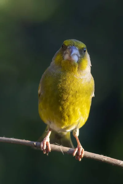 Милая Маленькая Желтая Птичка Европейский Гринфинч Хлорис Хлорис Зеленый Фон — стоковое фото
