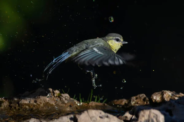 Water Birds Cute Little Bird Eurasian Blue Tit Cyanistes Caeruleus — Stock Photo, Image