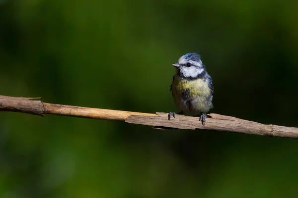 Roztomilý Malý Žlutý Ptáček European Greenfinch Chloris Chloris Zelené Pozadí — Stock fotografie