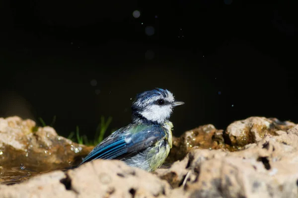 Water and birds. Cute little bird. Eurasian Blue Tit. (Cyanistes caeruleus). Nature background.