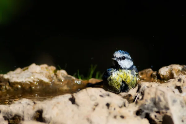 Water Birds Cute Little Bird Eurasian Blue Tit Cyanistes Caeruleus — Foto de Stock