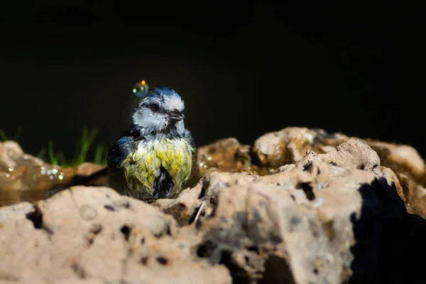 Water Birds Cute Little Bird Eurasian Blue Tit Cyanistes Caeruleus —  Fotos de Stock
