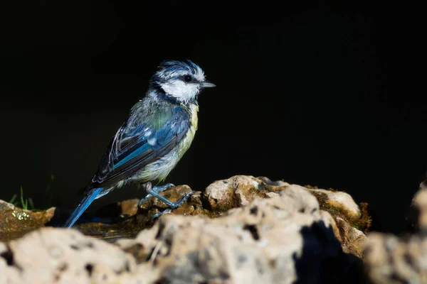 Water and birds. Cute little bird. Eurasian Blue Tit. (Cyanistes caeruleus). Nature background.