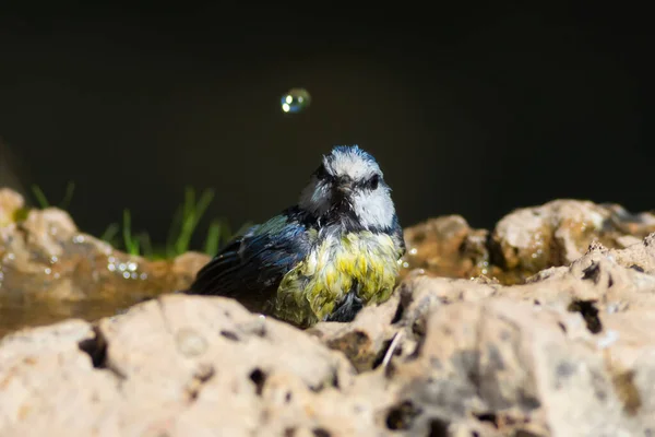 Water Birds Cute Little Bird Eurasian Blue Tit Cyanistes Caeruleus — Stockfoto