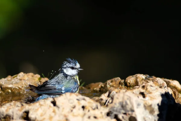 Water and birds. Cute little bird. Eurasian Blue Tit. (Cyanistes caeruleus). Nature background.