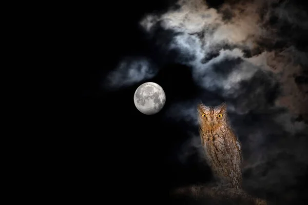 Fullmoon and owl. Moonscape in dark night. Black sky background.