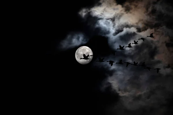 Πανσέληνος Και Πουλιά Φεγγαρόφωτο Σκοτεινή Νύχτα Μαύρο Φόντο Του Ουρανού — Φωτογραφία Αρχείου