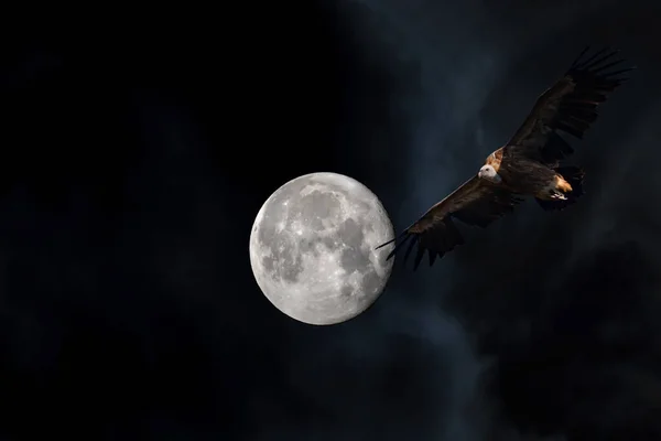 Lua Cheia Abutre Paisagem Lunar Noite Escura Céu Negro Fundo — Fotografia de Stock
