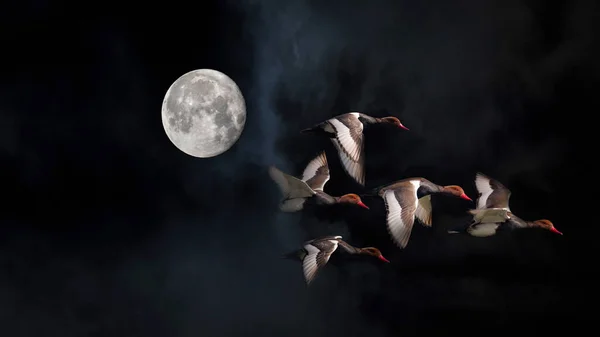 Fullmoon Birds Moonscape Dark Night Black Sky Background — Stock Photo, Image