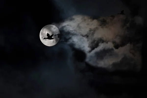 Fullmoon and birds. Moonscape in dark night. Black sky background.