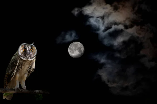 Vollmond Und Eule Mondlandschaft Dunkler Nacht Schwarzer Himmel Hintergrund — Stockfoto