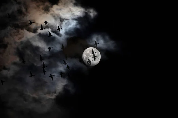 Fullmoon and birds. Moonscape in dark night. Black sky background.