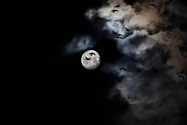 Pleine Lune Oiseaux Paysage Lunaire Dans Nuit Noire Fond Ciel — Photo