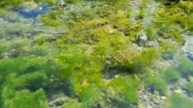 Akış manzarası. Yeşil doğa arkaplanı.