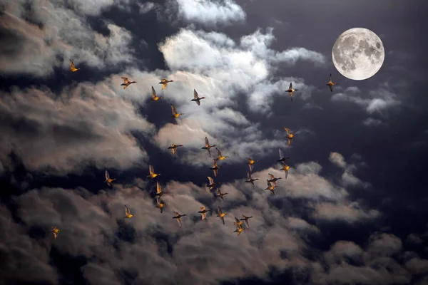 Beautiful full moon in the night sky. Birds flying in front of the moon.