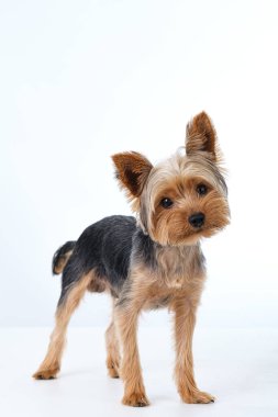 Yorkshire Teriyeri beyaz arka planda kısa saçlı