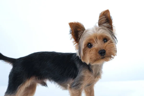 Yorkshire Terrier Sfondo Bianco Capelli Corti — Foto Stock