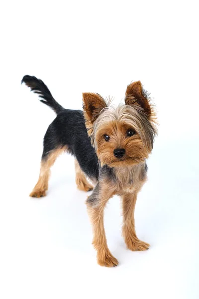 Yorkshire Terrier Sfondo Bianco Capelli Corti — Foto Stock