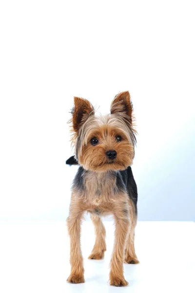 Yorkshire Terrier Sfondo Bianco Capelli Corti — Foto Stock