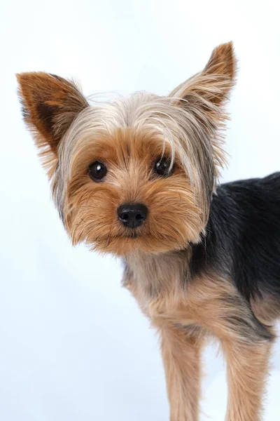 Yorkshire Terrier Sfondo Bianco Capelli Corti — Foto Stock