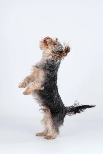 Yorkshire Terrier Sauter Sur Fond Blanc Avec Les Cheveux Longs Photos De Stock Libres De Droits