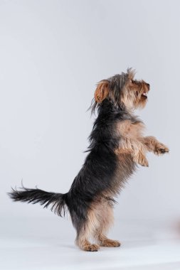 Beyaz arka planda uzun saçlı bir teriyer.