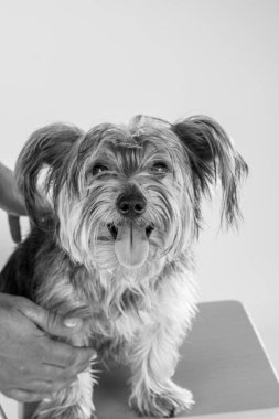 Beyaz arka planda uzun saçlı bir teriyer.