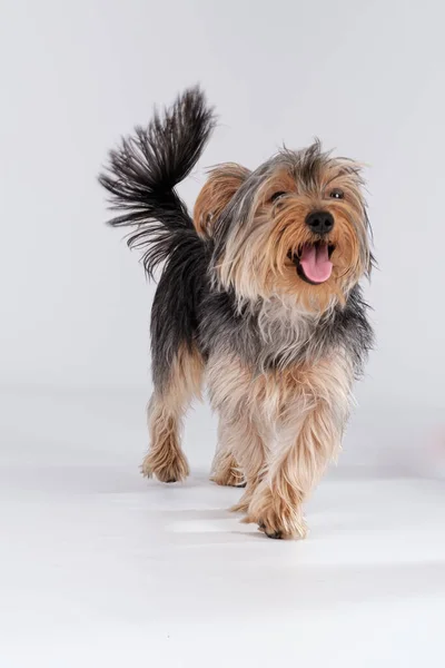 Shire Terrier Sfondo Bianco Con Capelli Lunghi — Foto Stock