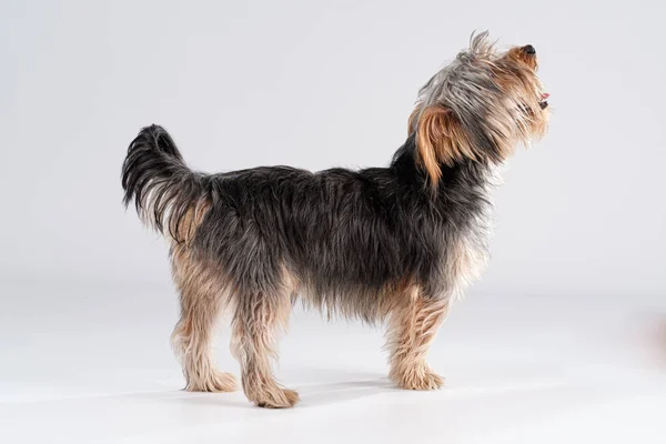 Shire Terrier White Background Long Hair — Stock Photo, Image