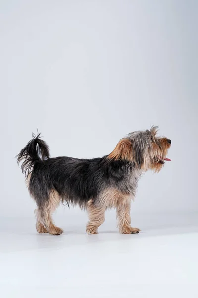 Shire Terrier White Background Long Hair — Stock Photo, Image